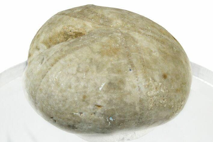 Jurassic Echinoid (Nucleolites) Fossil - England #300634